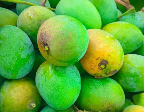 গোপালভোগ আম | ১৫ কেজি