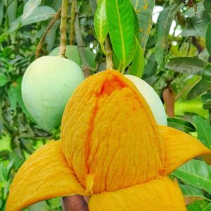 হিমসাগর আম | ১ মন