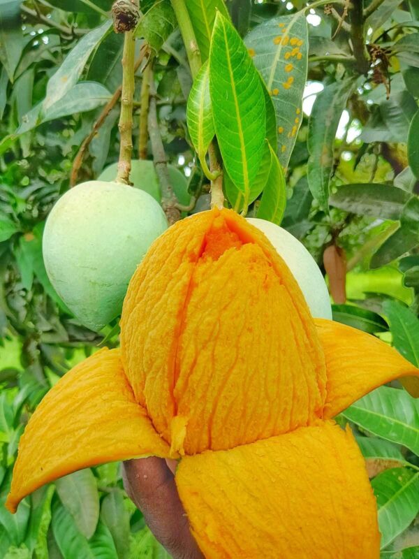 হিমসাগর আম | ২০ কেজি