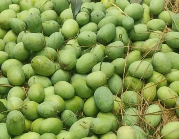 ল্যাংড়া আম | ২০ কেজি