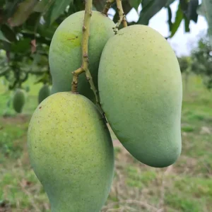 আম্রপালি আম | ১০ কেজি