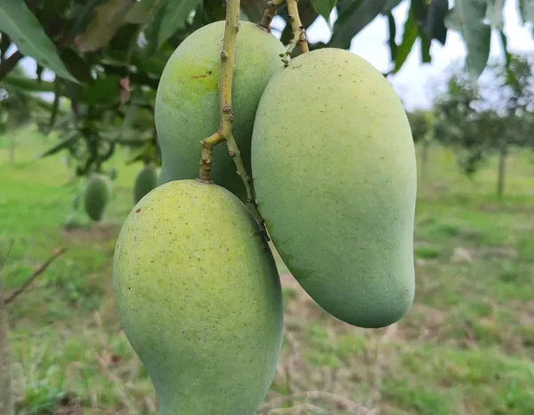 আম্রপালি আম | ২৫ কেজি
