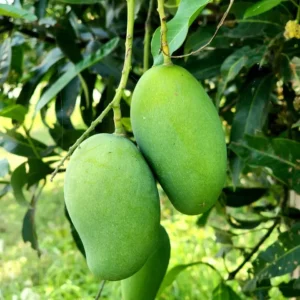 আম্রপালি আম | ২০ কেজি