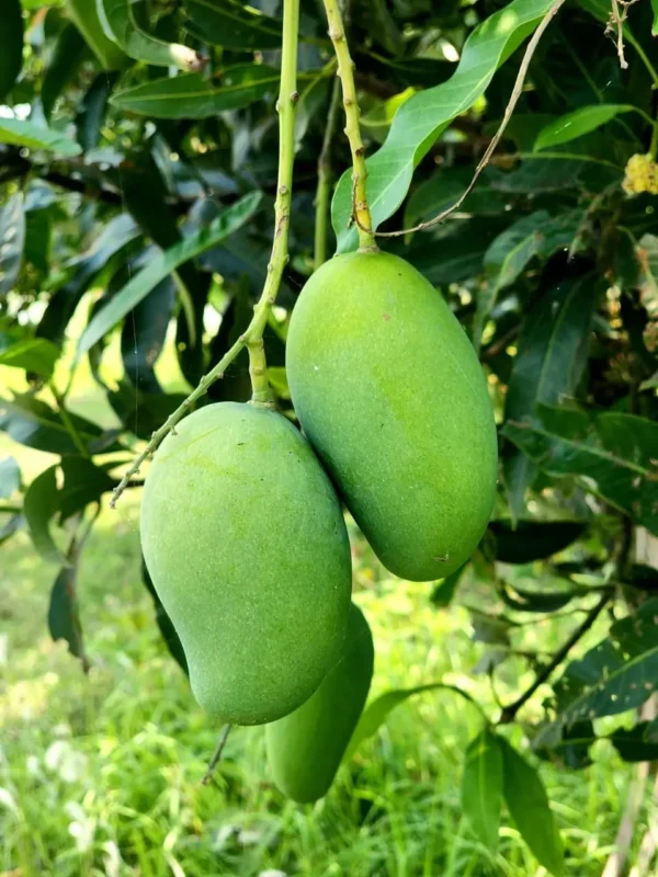 আম্রপালি আম | ২৫ কেজি