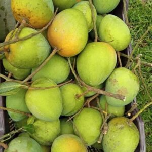হারিভাঙ্গা আম | ২০ কেজি