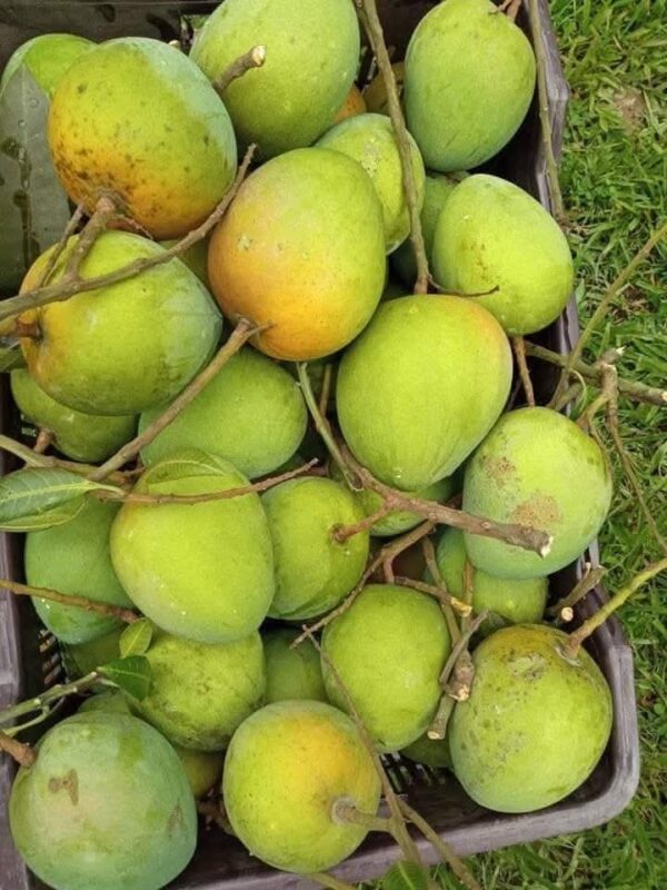হারিভাঙ্গা আম | ১০ কেজি